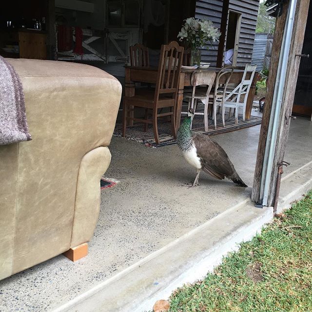 Her Majesty out of the rain.