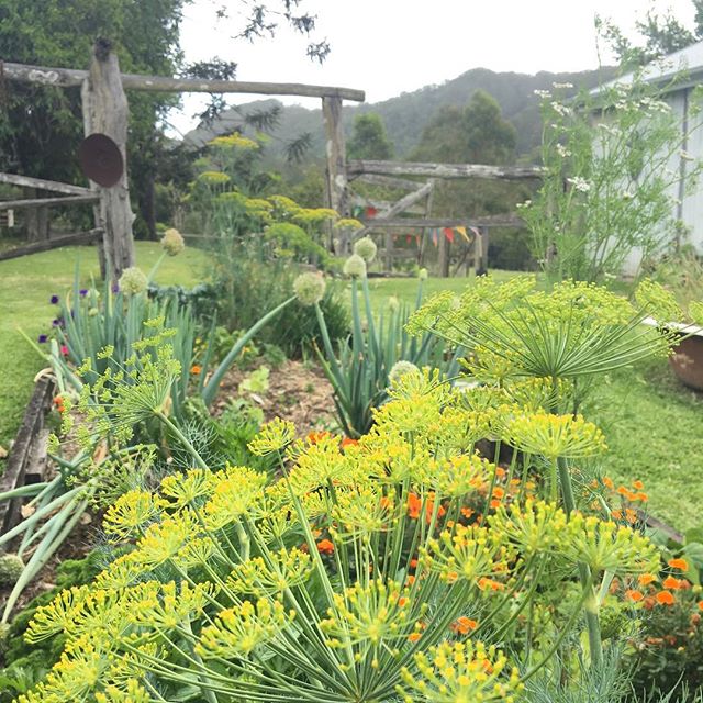 Dill flowers in the garden on a Sunday during changeover.