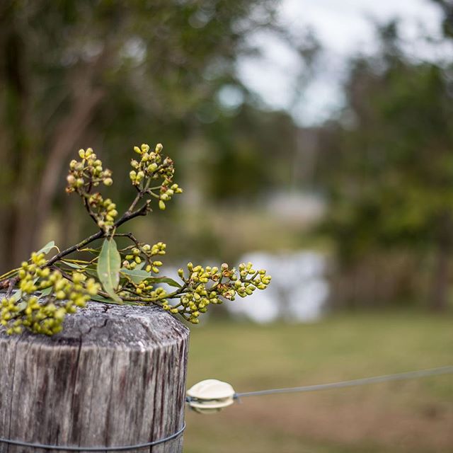 #Eumundi#Noosabnb#Sunshinecoasthinterland