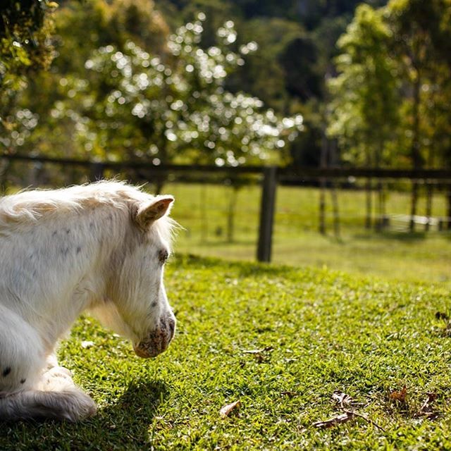 Relax old girl.@alain.bouvier_photographer #Eumundi#Noosabnb#Sunshinecoasthinterland