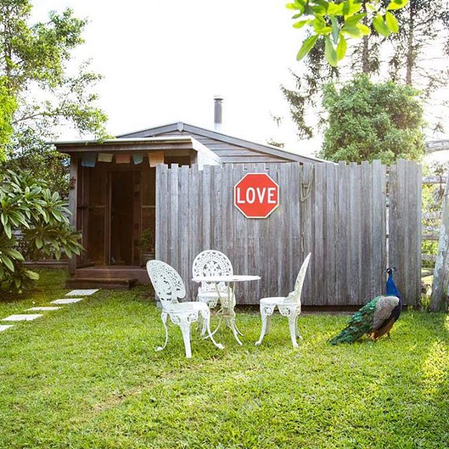 Peacock Love. This guy became a daddy this week. Three little peachicks@alain.bouvier_photographer #Sunshinecoasthinterland #Noosahinterland #Eumundi #peacock