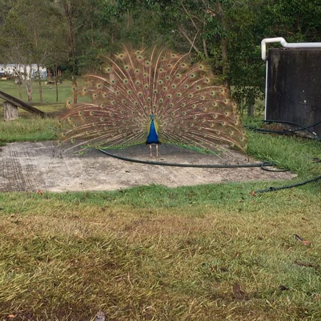 I know you its long, but if you are really in to peacocks you'll appreciate how much of himself he gave to me today. There were times where I wondered if I was a little too close, but, by the end of the dance I knew I was a welcome audience.