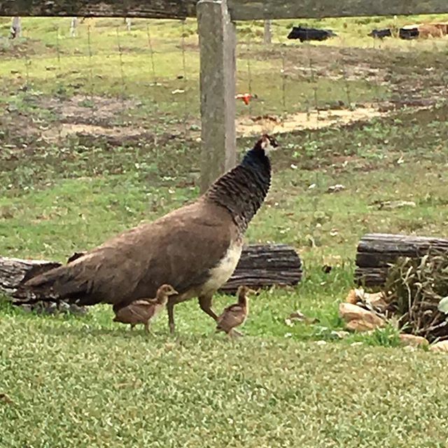 Mrs P and the kids. They are doing well and growing fast. Fierce parenting skills.