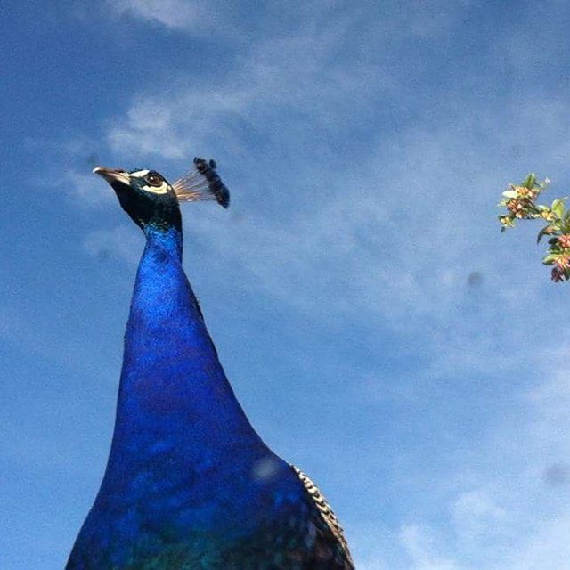 Proud as. #Eumundi#Noosahinterland#Sunshinecoasthinterland#Visitsunshinecoast