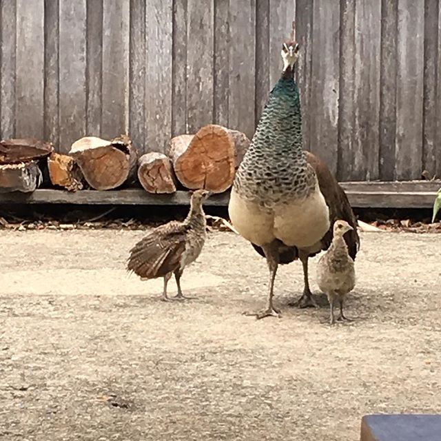 Growing up beautifully