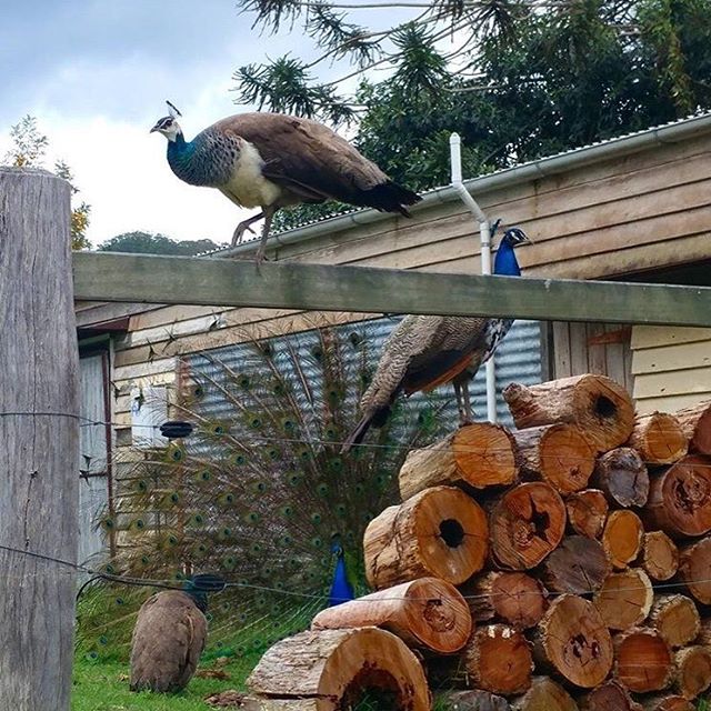 What is the collective noun for a group of 4 peacocks? Cracker shot by our gorgeous guest @hollydivine