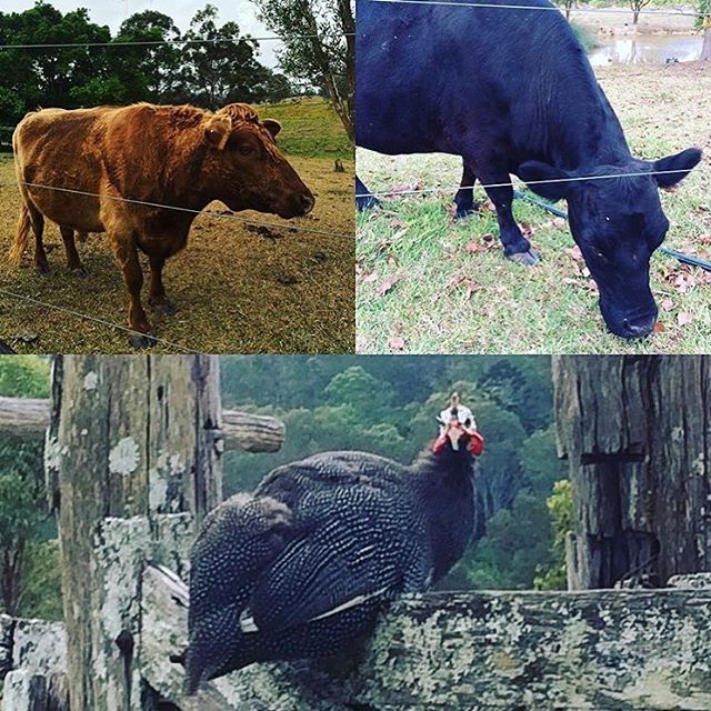 I am forever impressed with the amazing pics our guests get of the Hill House menagerie @2wheelsgood1 This is the last known photo taken of our little old lady guinea, she recently ‘went on ahead’ at the ripe old age of around 20. Doesn’t she look distinguished?