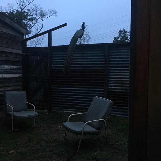 View from the bath. This place is amazing. #peacockfromthebath