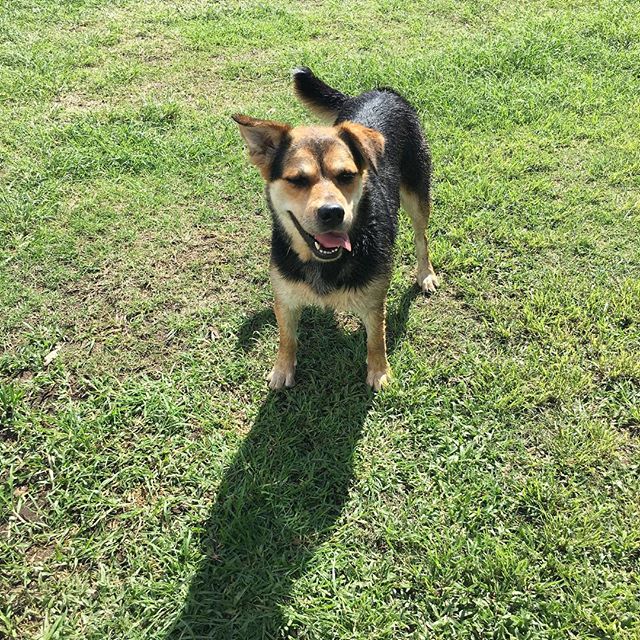 Dulce Doogan, post swim in the dam. Totally enthusiastic about her role in hospitaliy (actually enthusiastic about most things).