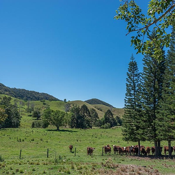 Our green rolling hills are alive with the sound of ‘moosic’ this morning. @elisegowphotography #Eumundi#Noosahinterland#Sunshinecoasthinterland#Visitsunshinecoast#Airbnb