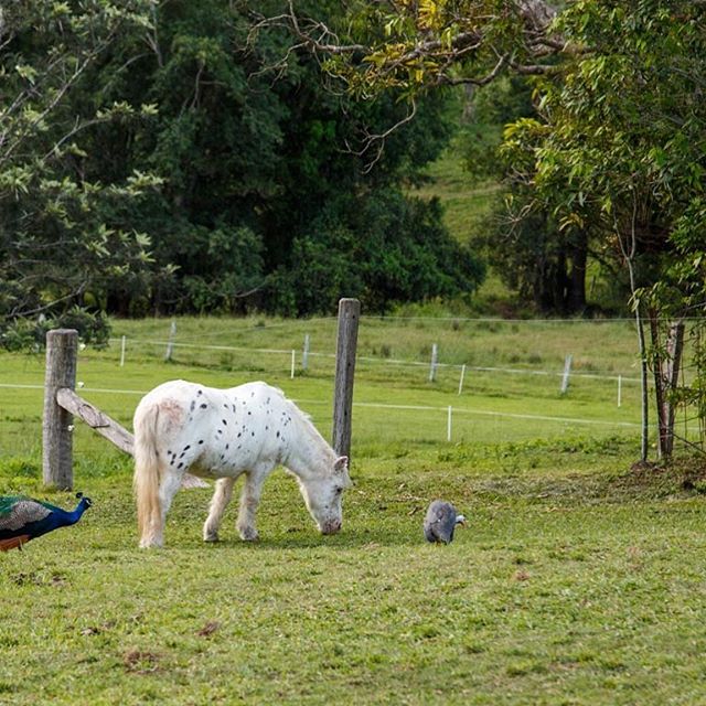 Grazing@alain.bouvier_photographer #airbnb #thebarnathillhouse #Eumundi#Noosahinterland#Sunshinecoasthinterland#Visitsunshinecoast