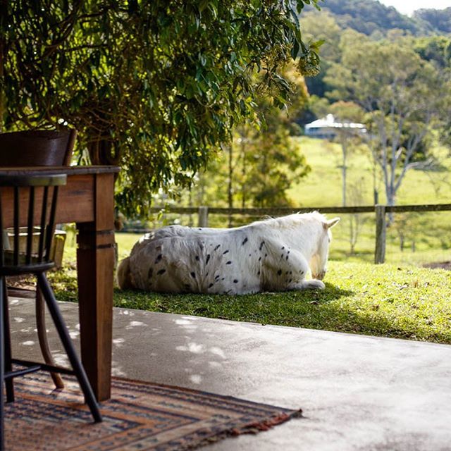 Snoozing@alain.bouvier_photographer #Eumundi#Noosahinterland#Sunshinecoasthinterland#Visitsunshinecoast#airbnb#poniesofinstagram