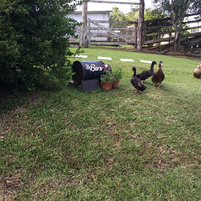 Quack, quack, quack, quack-quack, who let the ducks out?