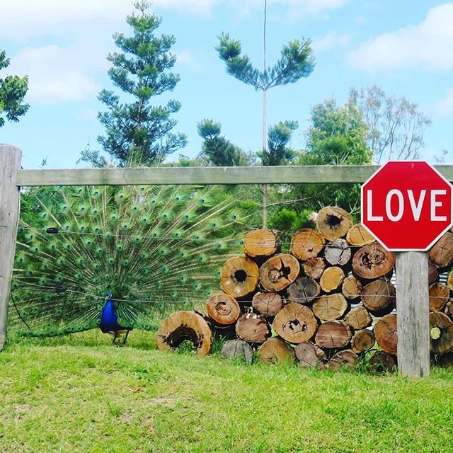 Good morning from Mr P @thebarnathillhouse #Eumundi#Noosahinterland#Sunshinecoasthinterland#Visitsunshinecoast