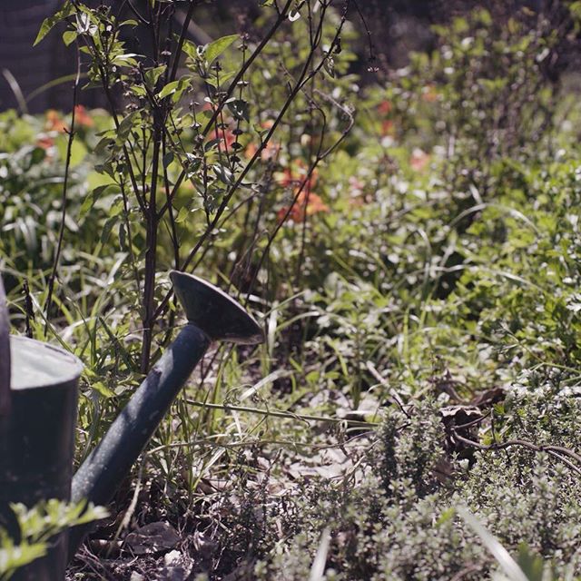 Its definitely a mystery garden @thebarnathillhouse