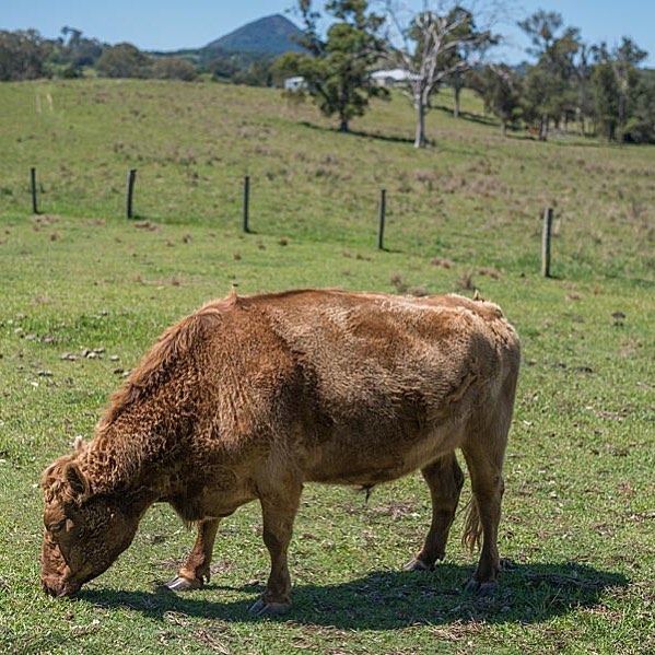Macchiato @elisegowphotography