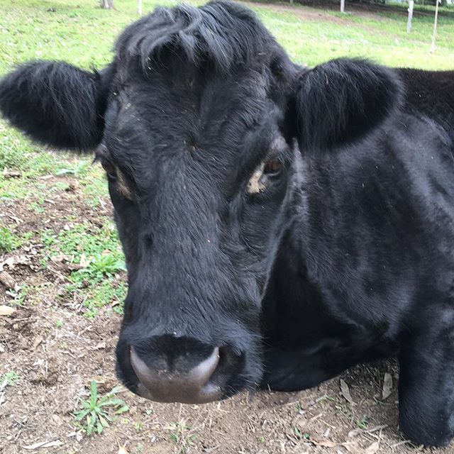 Farewell beautiful gentle Bridie, I will miss you and your giant bovine heart. So sad to say goodbye today.