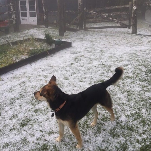 Dulce in The Barn yards after yesterday’s freak hail storm.
