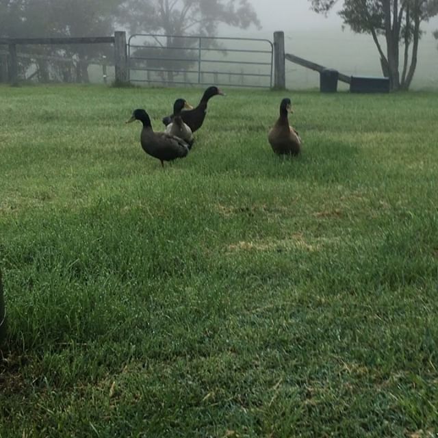 A little story about ducks