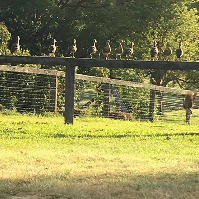 Who’s making all that whistling noise?