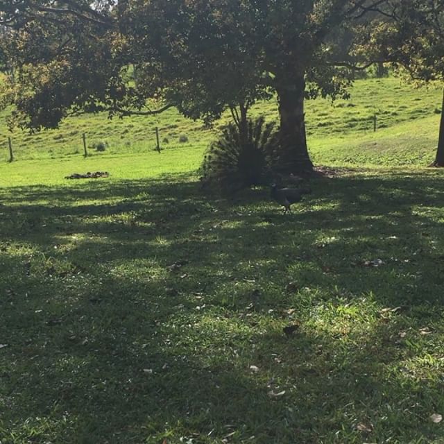 “Keep on dancing Mr P, don’t mind us ducks!”